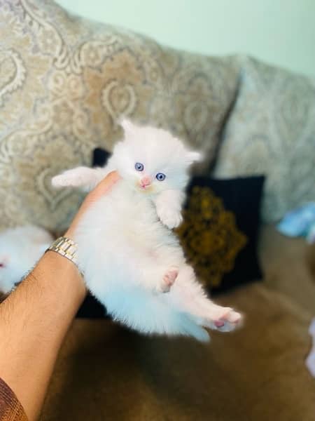 Persian kitten tripple caoted white colour full fluffy kitten 2