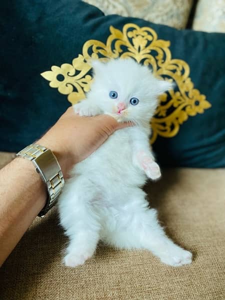 Persian kitten tripple caoted white colour full fluffy kitten 3