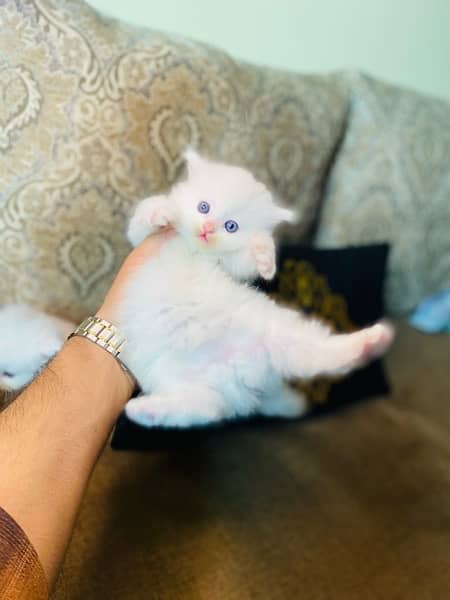 Persian kitten tripple caoted white colour full fluffy kitten 4