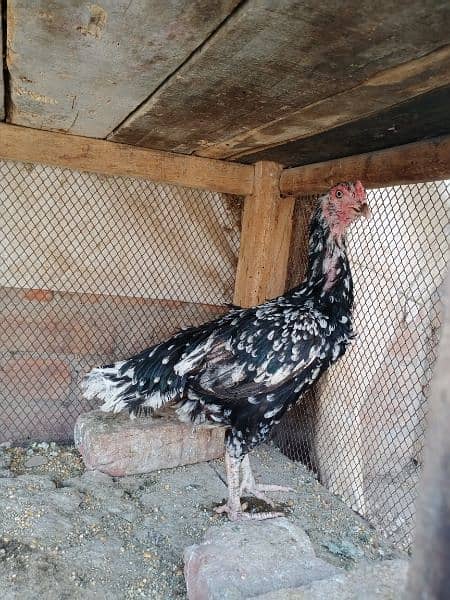 pure aseel mianwali male or female for sale healthy and active 1