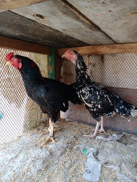 pure aseel mianwali male or female for sale healthy and active 3