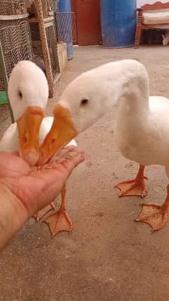 Raj Huns Duck pair for sale 0