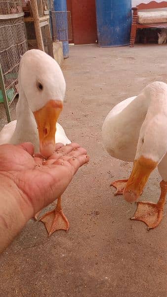 Raj Huns Duck pair for sale 2
