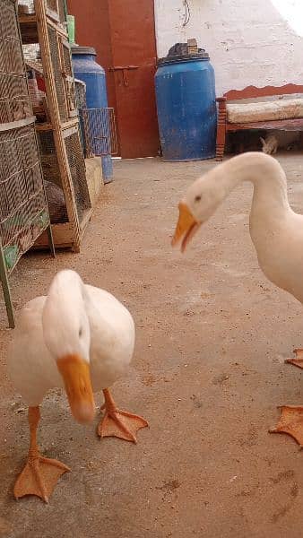 Raj Huns Duck pair for sale 3