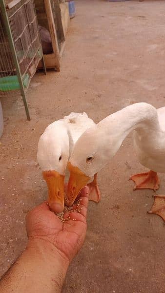 Raj Huns Duck pair for sale 5