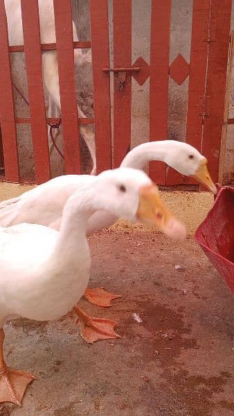 Raj Huns Duck pair for sale 12