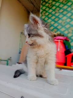 Grey and White Color | Persian Cat 0