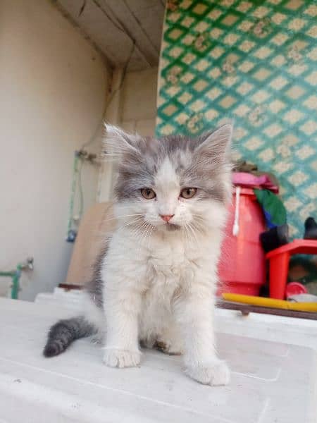 Grey and White Color | Persian Cat 1