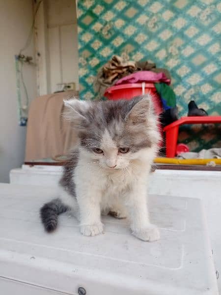 Grey and White Color | Persian Cat 2