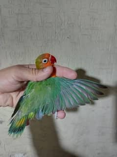 Green fisher//blue , female , for sale in lahore 0