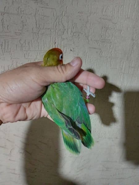 Green fisher//blue , female , for sale in lahore 2