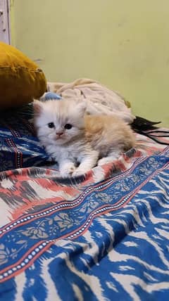 Persian Male kitten 0