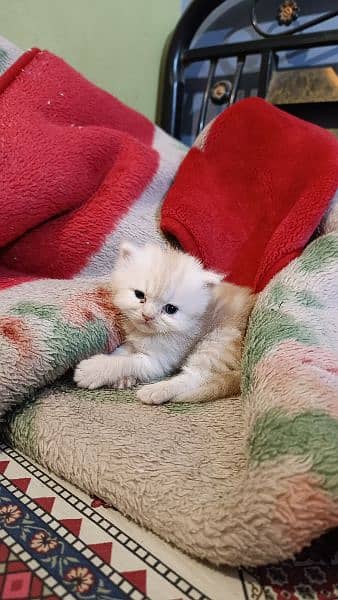 Persian Male kitten 3
