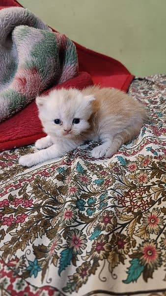 Persian Male kitten 5