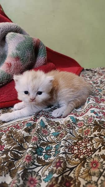 Persian Male kitten 6