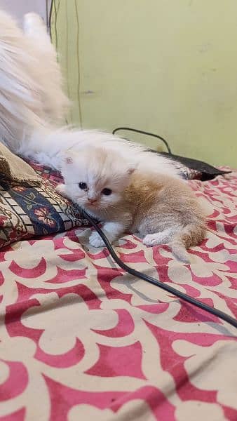 Persian Male kitten 7