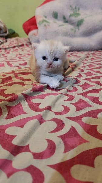 Persian Male kitten 8