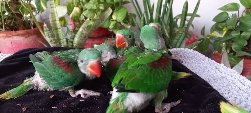 Alexandrine Parrot Chicks (raw chicks) 4