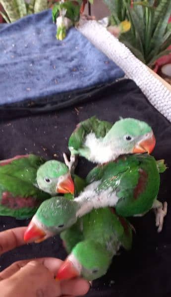 Alexandrine Parrot Chicks (raw chicks) 5