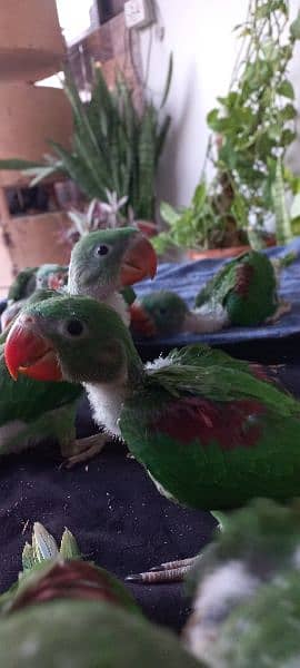 Alexandrine Parrot Chicks (raw chicks) 6