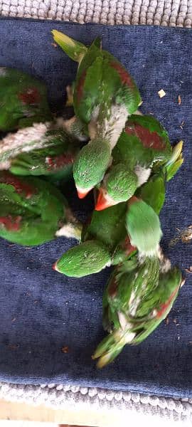 Alexandrine Parrot Chicks (raw chicks) 7