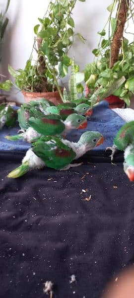 Alexandrine Parrot Chicks (raw chicks) 8