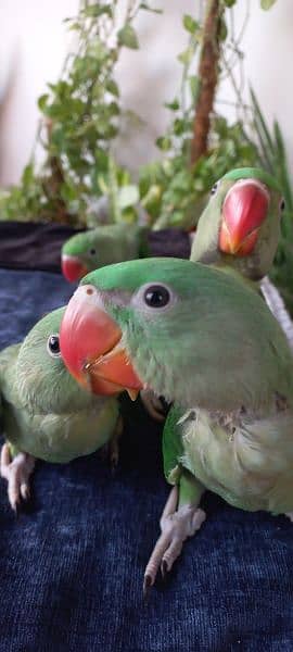 Alexandrine Parrot Chicks (raw chicks) 13