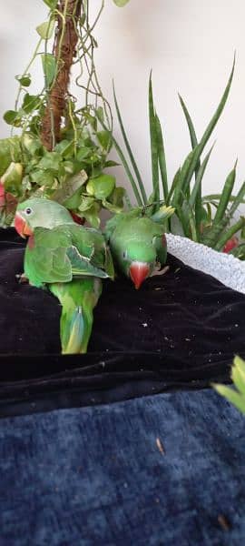 Alexandrine Parrot Chicks (raw chicks) 14