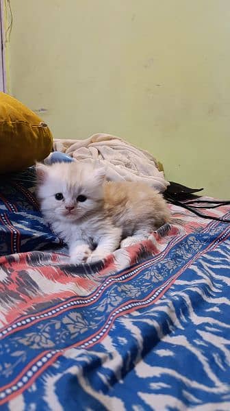 Persian male kitten 0