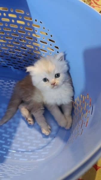 Persian male kitten 2