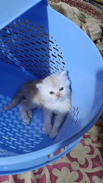 Persian male kitten 3