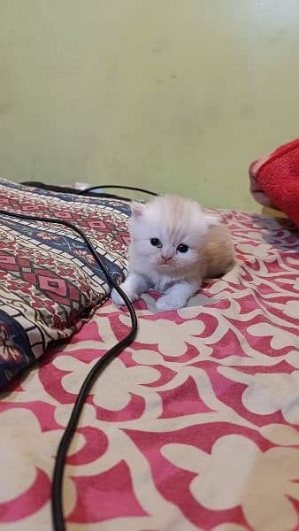 Persian male kitten 6
