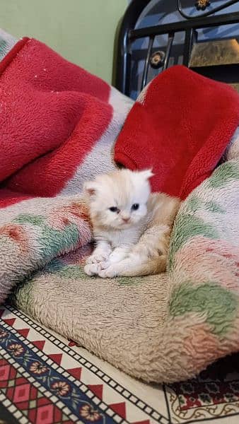 Persian male kitten 8