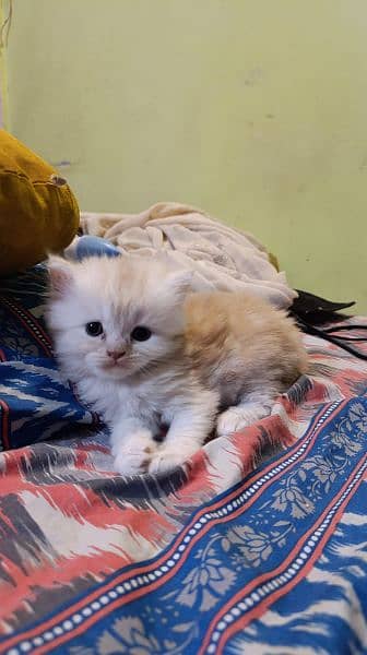 Persian male kitten 11