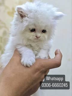 Persian White Kittens