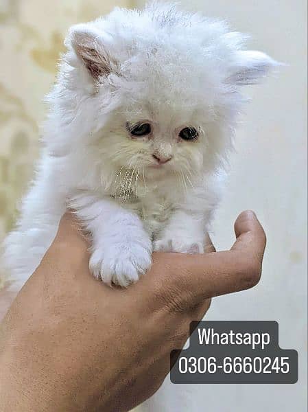 Persian White Kittens 0