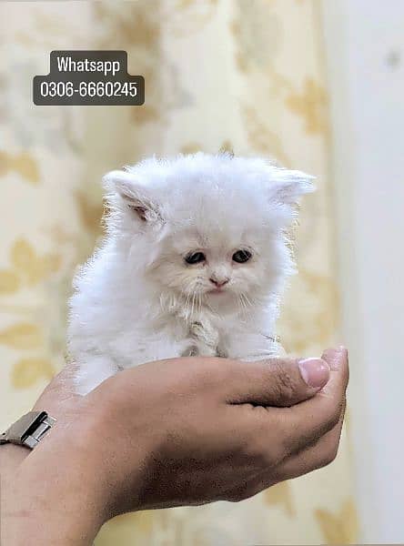 Persian White Kittens 3