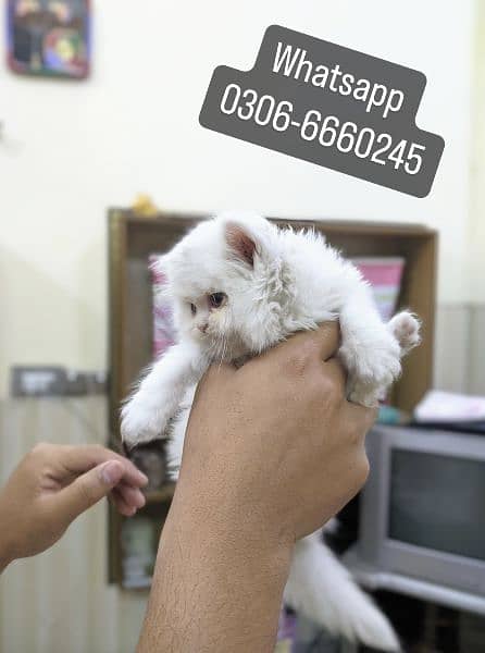 Persian White Kittens 5