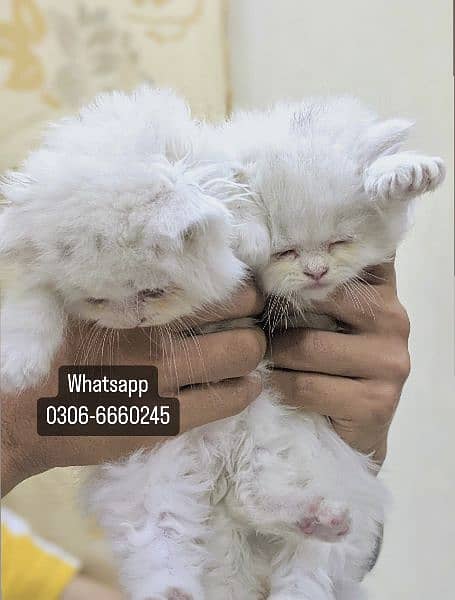 Persian White Kittens 6