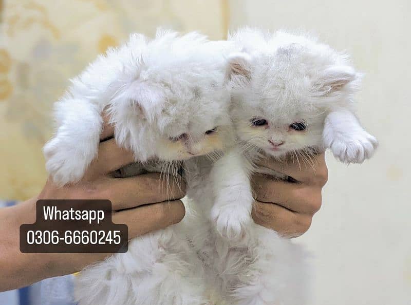 Persian White Kittens 7