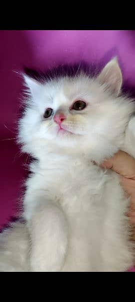 High quality Cute kittens for sale 2