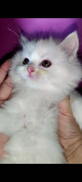 High quality Cute kittens for sale 4