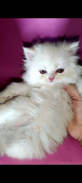 High quality Cute kittens for sale 6
