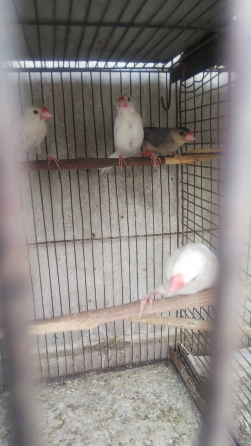 Red, opal ,diamond dove white ,grey paid java breeder pair 2