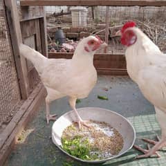 white young Aseel pair