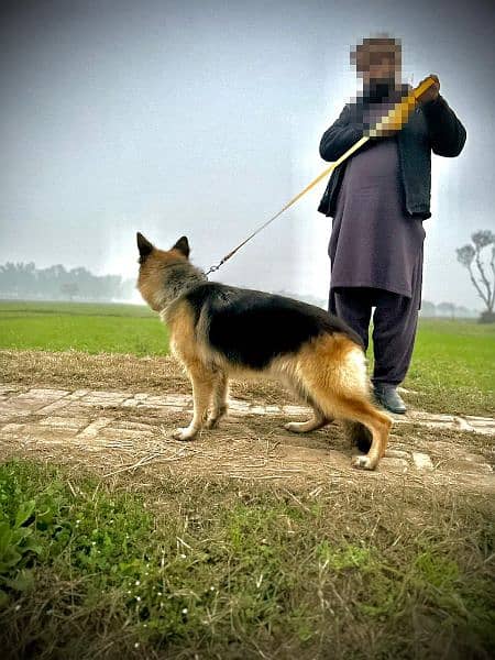 German shepherd dog 0