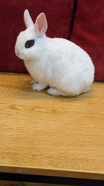 Rabbits breeds for sale, Newzeland white, hotot dwarf Flemish, 6