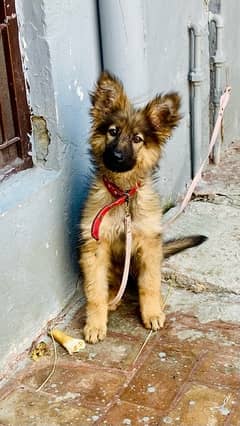 German Shepherd long coated pup