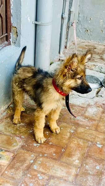 German Shepherd long coated pup 1
