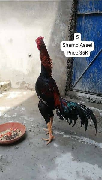 Shamo Cross Aseel 14